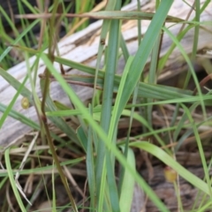 Dianella revoluta at Albury, NSW - 6 Nov 2021 02:19 PM