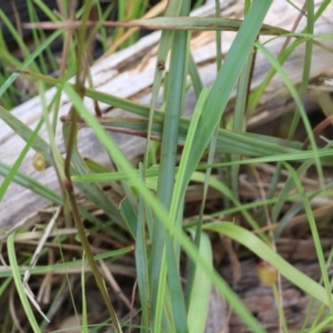 Dianella revoluta at Albury, NSW - 6 Nov 2021 02:19 PM