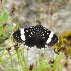 Idalima affinis (A day flying moth) at Mount Taylor - 6 Nov 2021 by MatthewFrawley