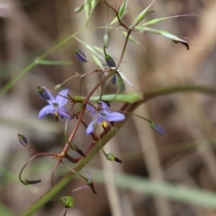 Dianella revoluta (Black-Anther Flax Lily) at Albury, NSW - 6 Nov 2021 by KylieWaldon