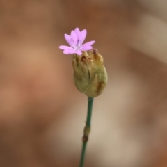 Petrorhagia sp. at Albury, NSW - 6 Nov 2021 by KylieWaldon