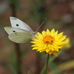 Pieris rapae (Cabbage White) at Nail Can Hill - 6 Nov 2021 by KylieWaldon