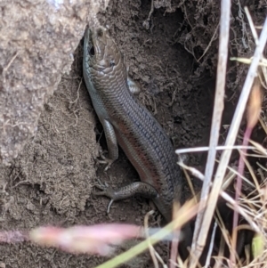 Carlia tetradactyla at West Wodonga, VIC - 5 Nov 2021