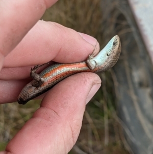 Carlia tetradactyla at West Wodonga, VIC - 5 Nov 2021