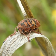 Cadmus (Cadmus) crucicollis (Leaf beetle) at Kambah, ACT - 6 Nov 2021 by MatthewFrawley