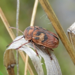 Cadmus (Cadmus) crucicollis at Kambah, ACT - 6 Nov 2021