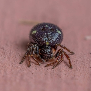 Thomisidae (family) at Wanniassa, ACT - 6 Nov 2021