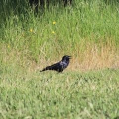 Corvus coronoides (Australian Raven) at Goulburn, NSW - 6 Nov 2021 by Rixon