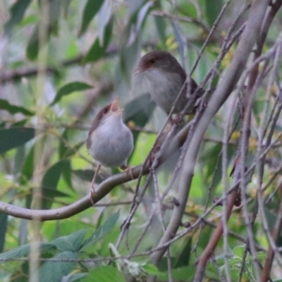 Malurus cyaneus (Superb Fairywren) at Goulburn, NSW - 6 Nov 2021 by Rixon