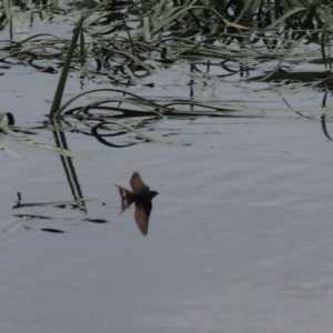 Hirundo neoxena at Goulburn, NSW - 6 Nov 2021