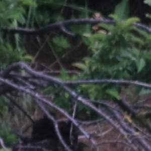 Hirundo neoxena at Goulburn, NSW - 6 Nov 2021