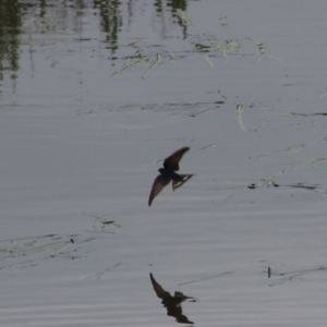 Hirundo neoxena at Goulburn, NSW - 6 Nov 2021 08:43 AM