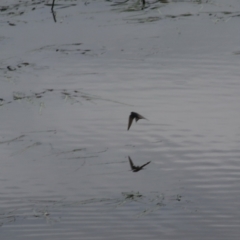 Hirundo neoxena at Goulburn, NSW - 6 Nov 2021 08:43 AM