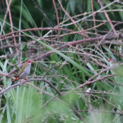 Neochmia temporalis (Red-browed Finch) at Goulburn, NSW - 6 Nov 2021 by Rixon