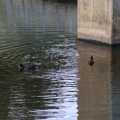 Fulica atra (Eurasian Coot) at Wollondilly River Corridor, Goulburn - 6 Nov 2021 by Rixon