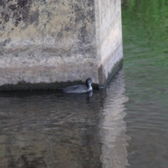 Fulica atra at Goulburn, NSW - 6 Nov 2021