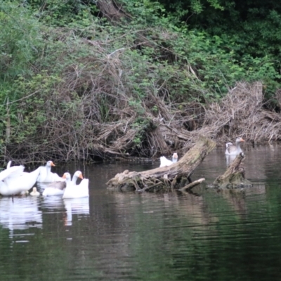 Anser anser (Greylag Goose (Domestic type)) at Wollondilly River Corridor, Goulburn - 6 Nov 2021 by Rixon