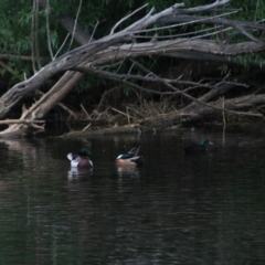 Anas platyrhynchos (Mallard (Domestic Type)) at Wollondilly River Corridor, Goulburn - 6 Nov 2021 by Rixon