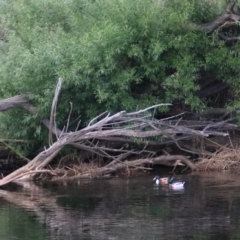 Anas platyrhynchos at Goulburn, NSW - 6 Nov 2021