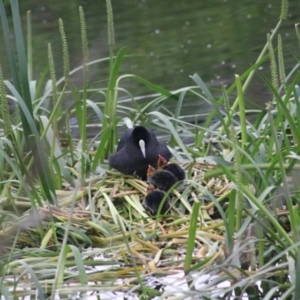 Fulica atra at Goulburn, NSW - 6 Nov 2021 07:14 PM