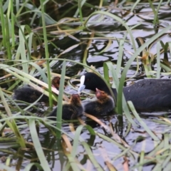 Fulica atra at Goulburn, NSW - 6 Nov 2021