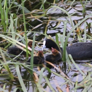 Fulica atra at Goulburn, NSW - 6 Nov 2021 07:14 PM