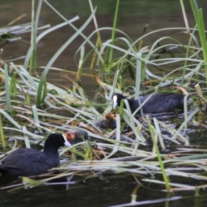 Fulica atra at Goulburn, NSW - 6 Nov 2021 07:14 PM