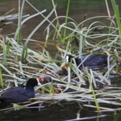 Fulica atra at Goulburn, NSW - 6 Nov 2021