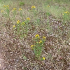 Hypericum perforatum at Albury, NSW - 6 Nov 2021