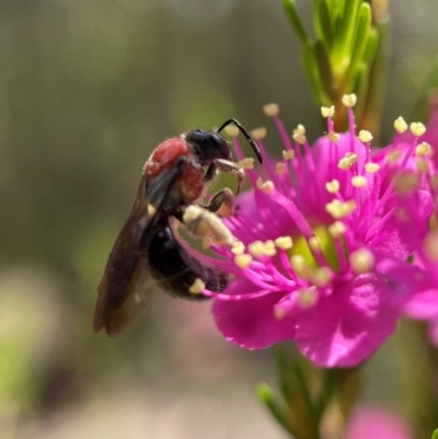 Lasioglossum (Callalictus) callomelittinum (Halictid bee) at Acton, ACT - 6 Nov 2021 by PeterA