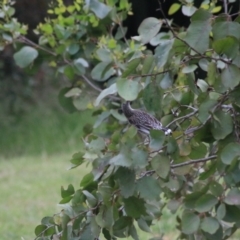 Anthochaera carunculata (Red Wattlebird) at Goulburn, NSW - 6 Nov 2021 by Rixon