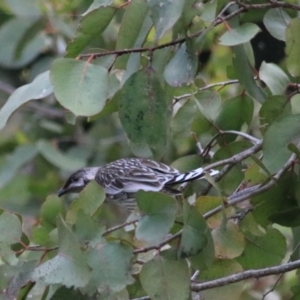 Anthochaera carunculata at Goulburn, NSW - 6 Nov 2021