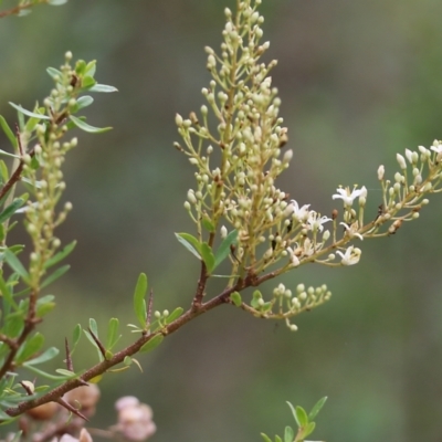 Bursaria spinosa (Native Blackthorn, Sweet Bursaria) at Nail Can Hill - 6 Nov 2021 by KylieWaldon