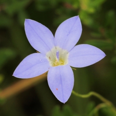 Wahlenbergia sp. (Bluebell) at Nail Can Hill - 6 Nov 2021 by KylieWaldon