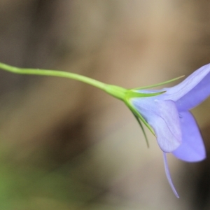 Wahlenbergia sp. at Albury, NSW - 6 Nov 2021