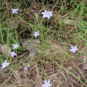 Wahlenbergia sp. at Albury, NSW - 6 Nov 2021