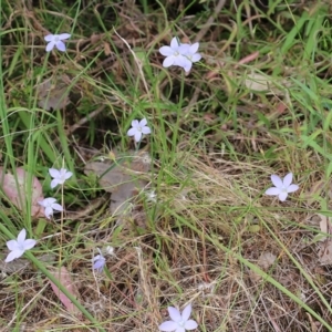 Wahlenbergia sp. at Albury, NSW - 6 Nov 2021 02:43 PM