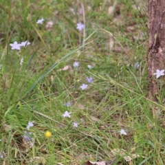Wahlenbergia sp. at Albury, NSW - 6 Nov 2021 02:43 PM