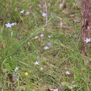 Wahlenbergia sp. at Albury, NSW - 6 Nov 2021