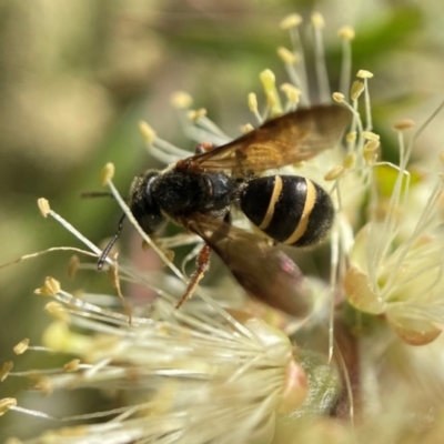 Lasioglossum (Australictus) tertium (Halictid bee) at Acton, ACT - 6 Nov 2021 by PeterA