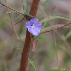 Linum marginale (Native Flax) at Albury, NSW - 6 Nov 2021 by KylieWaldon