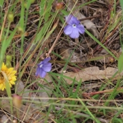 Linum marginale at Albury, NSW - 6 Nov 2021