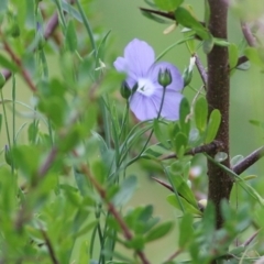 Linum marginale (Native Flax) at Albury, NSW - 6 Nov 2021 by KylieWaldon