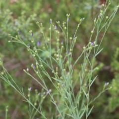 Linum marginale at Albury, NSW - 6 Nov 2021