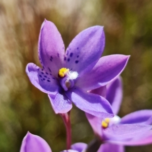 Thelymitra ixioides at Sassafras, NSW - suppressed