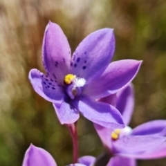 Thelymitra ixioides (Dotted Sun Orchid) at Morton National Park - 3 Nov 2021 by RobG1