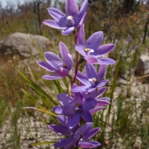 Thelymitra ixioides at Sassafras, NSW - suppressed