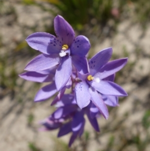 Thelymitra ixioides at Sassafras, NSW - suppressed