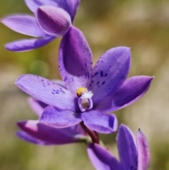 Thelymitra ixioides at Sassafras, NSW - suppressed