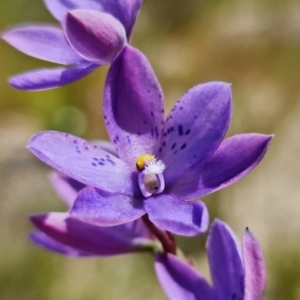 Thelymitra ixioides at Sassafras, NSW - 3 Nov 2021